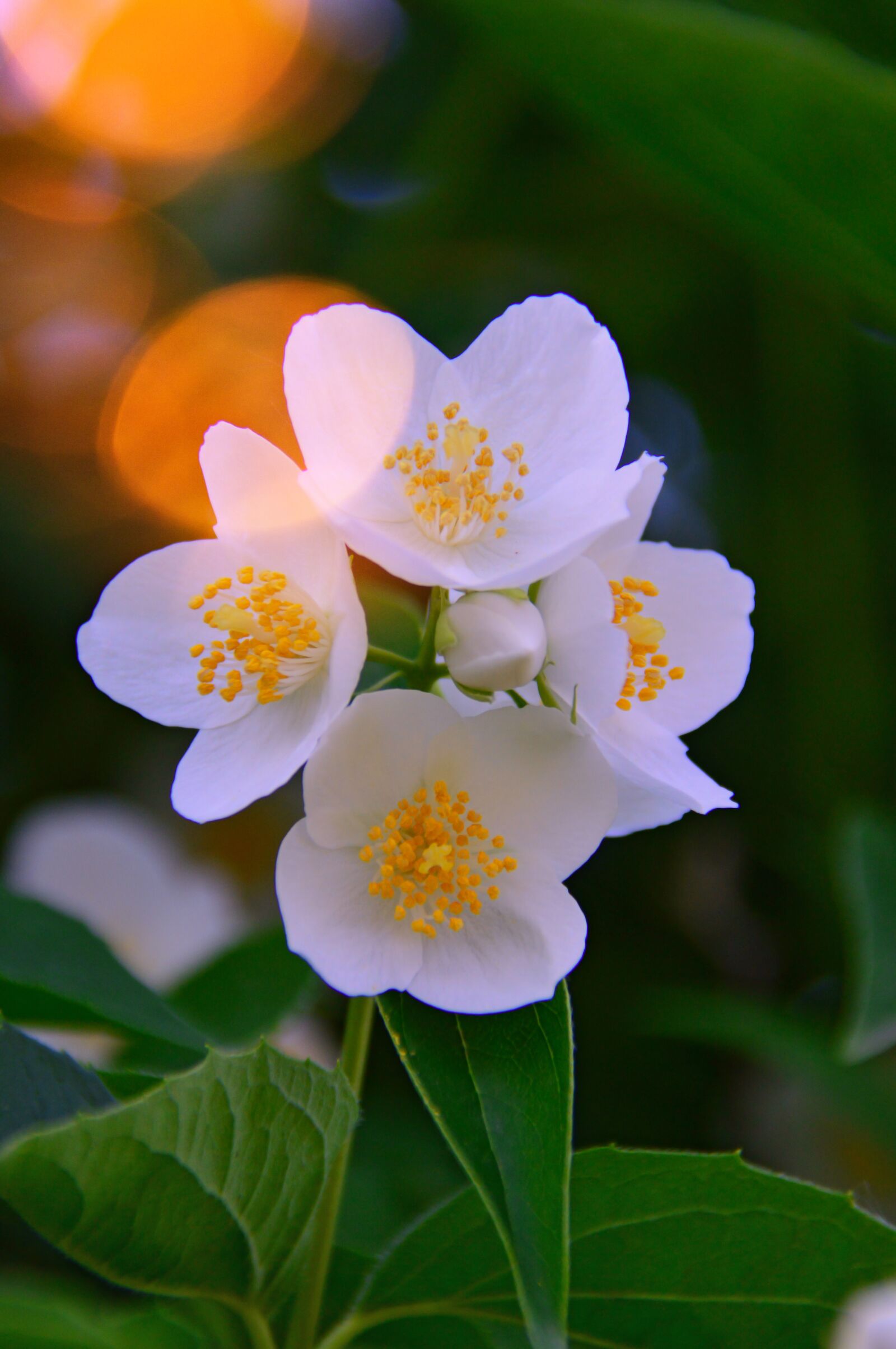 Nikon D3200 sample photo. Rosehips, flower, white flower photography