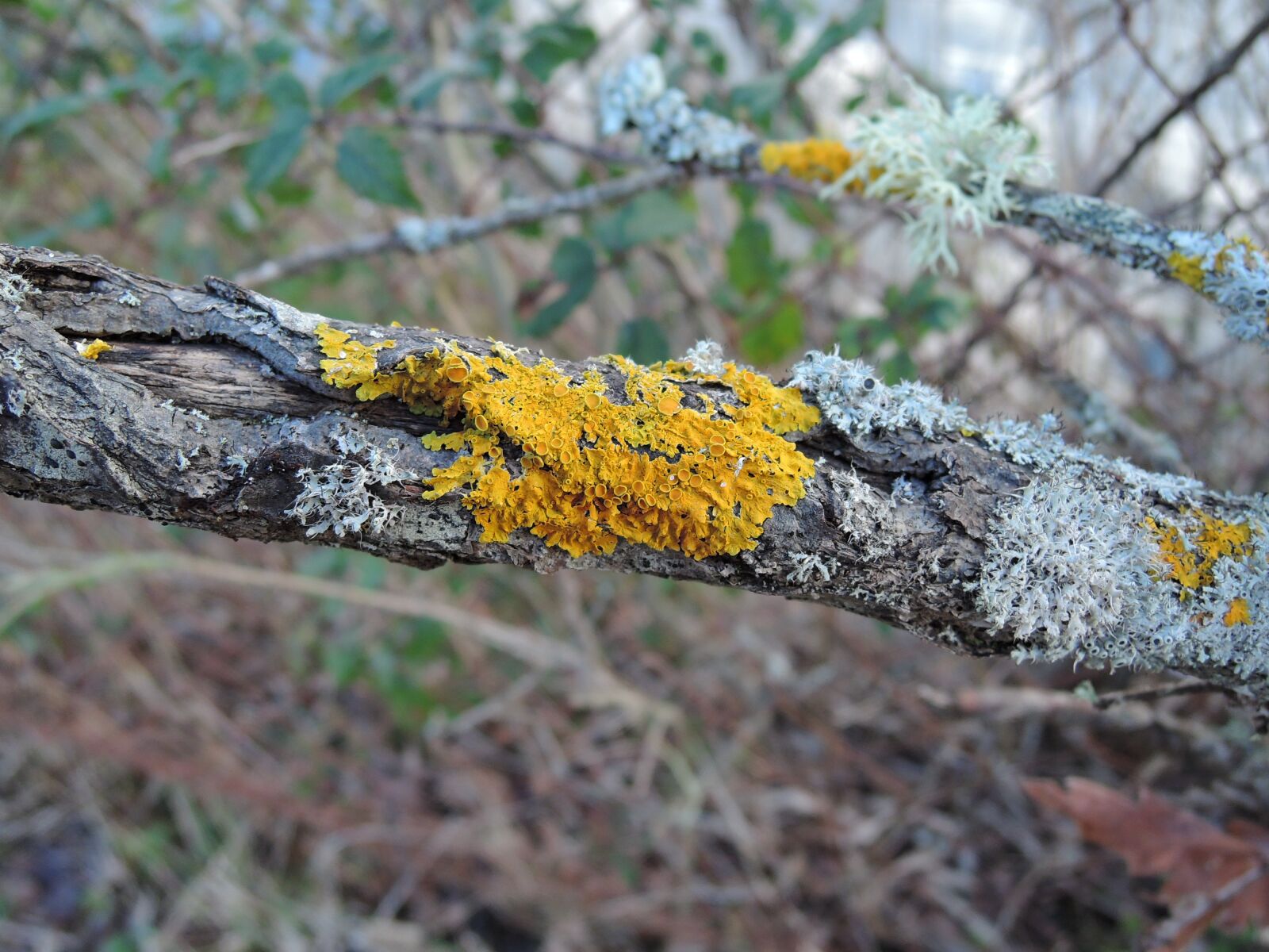 Nikon Coolpix P340 sample photo. Lichen, dead branch, bark photography