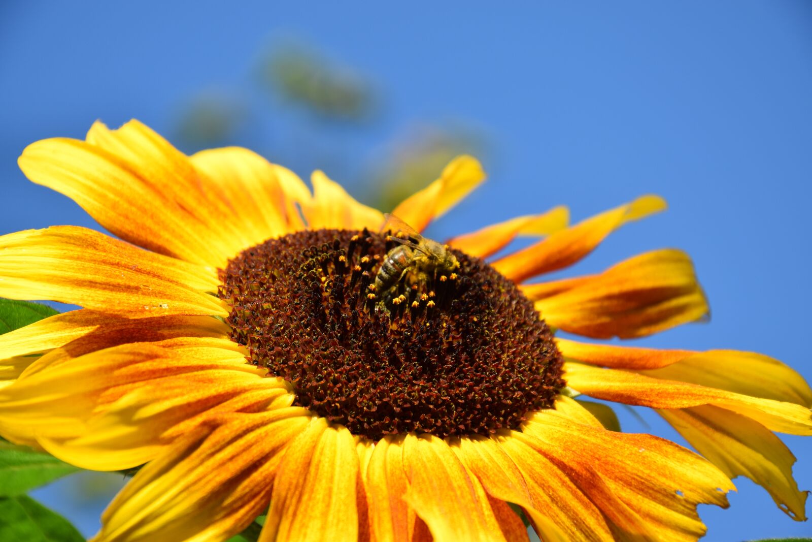 Nikon D5300 sample photo. Sunflower, honey bee, sprinkle photography