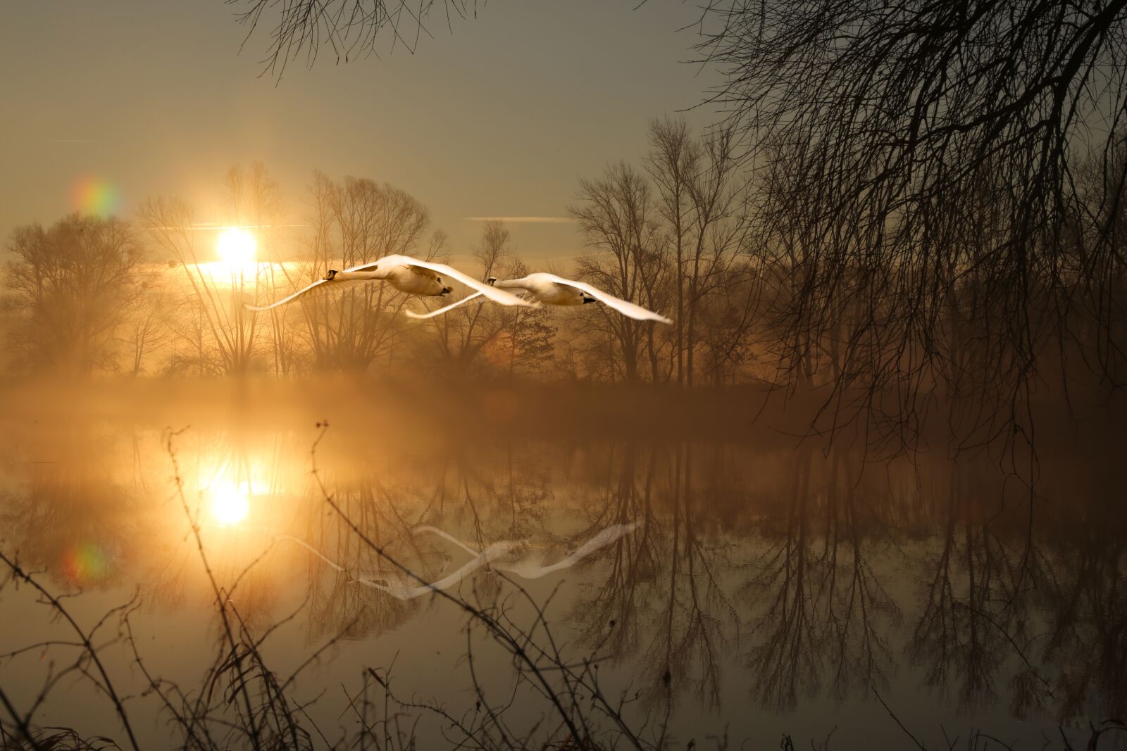 Canon EF 24-105mm F4L IS USM sample photo. Morning, lake, swans photography