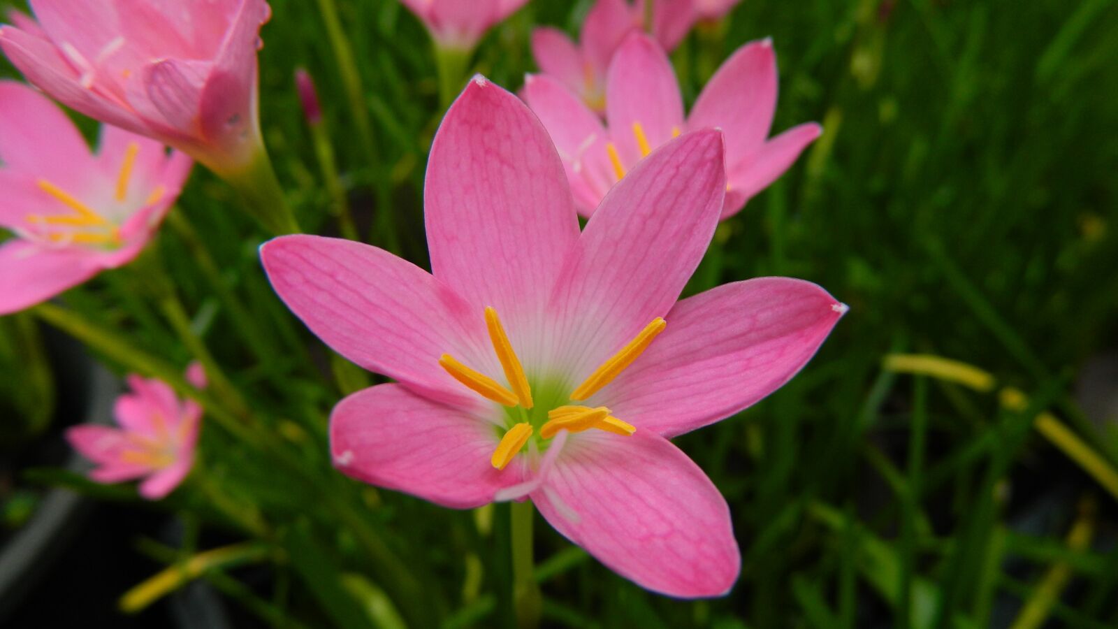Nikon Coolpix L120 sample photo. Flower, blossom, plant photography
