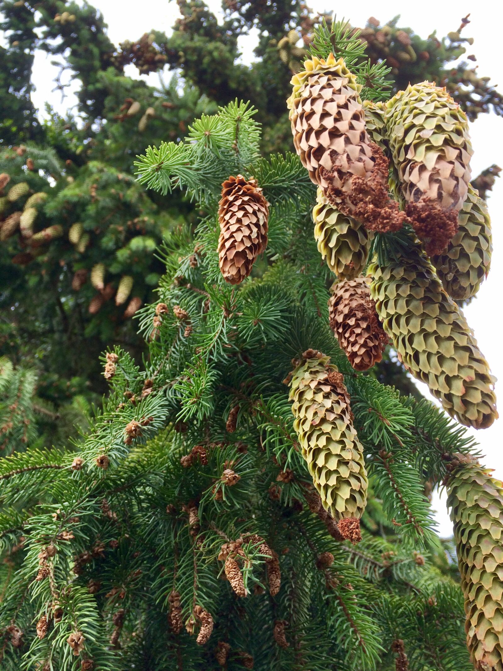 iPhone 5s back camera 4.15mm f/2.2 sample photo. Fir, cone, flowering, plant photography