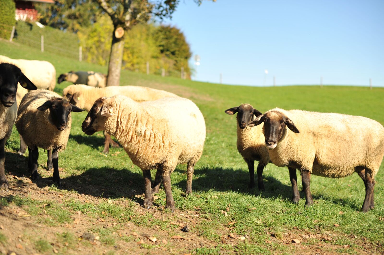 Nikon D700 sample photo. Sheep, suffolk sheep, allg photography