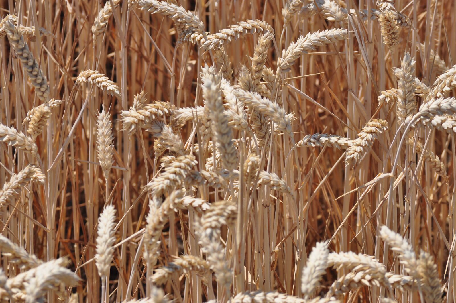 Nikon D5000 sample photo. Wheat, field, harvest photography