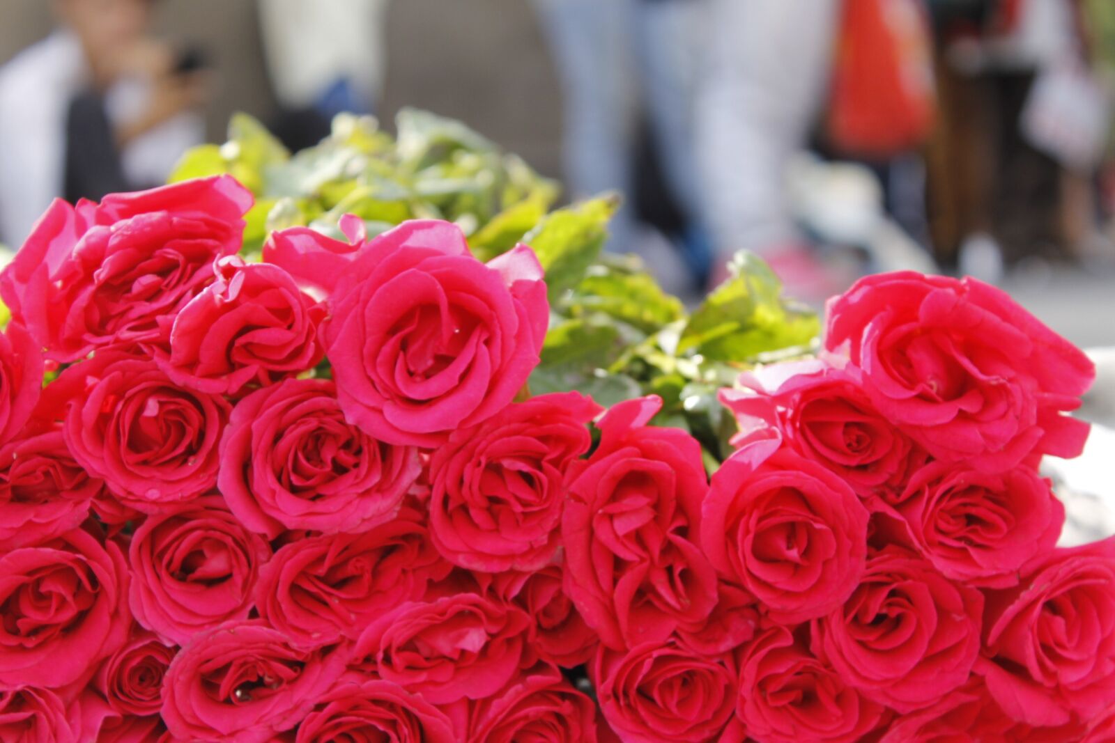 Canon EOS 1100D (EOS Rebel T3 / EOS Kiss X50) sample photo. Pink roses, dozen, group photography