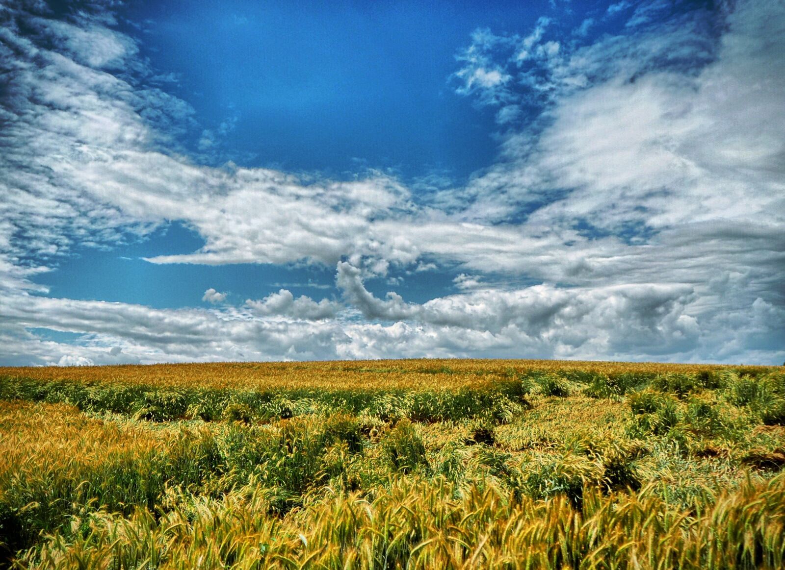 Olympus OM-D E-M10 sample photo. Field, corn, agriculture photography