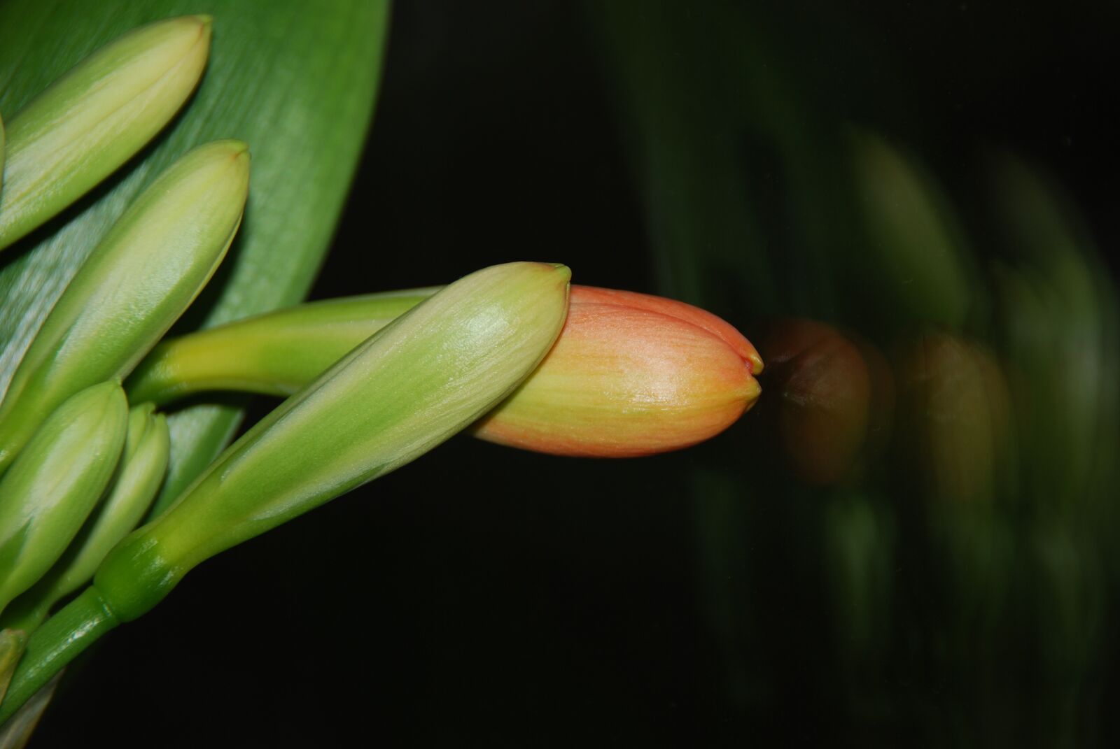 Nikon D80 sample photo. Klivie, clivia, belt sheet photography