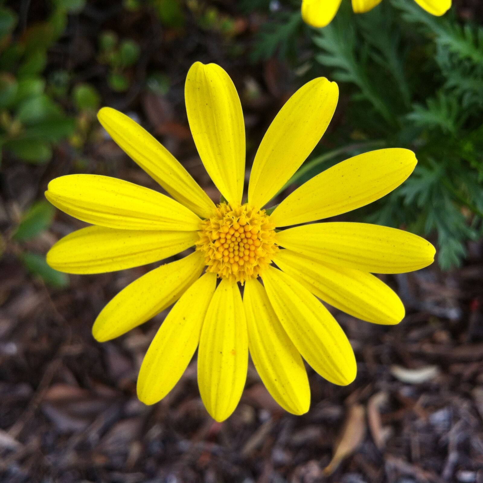 iPhone 4 back camera 3.85mm f/2.8 sample photo. Yellow, flower, flora photography