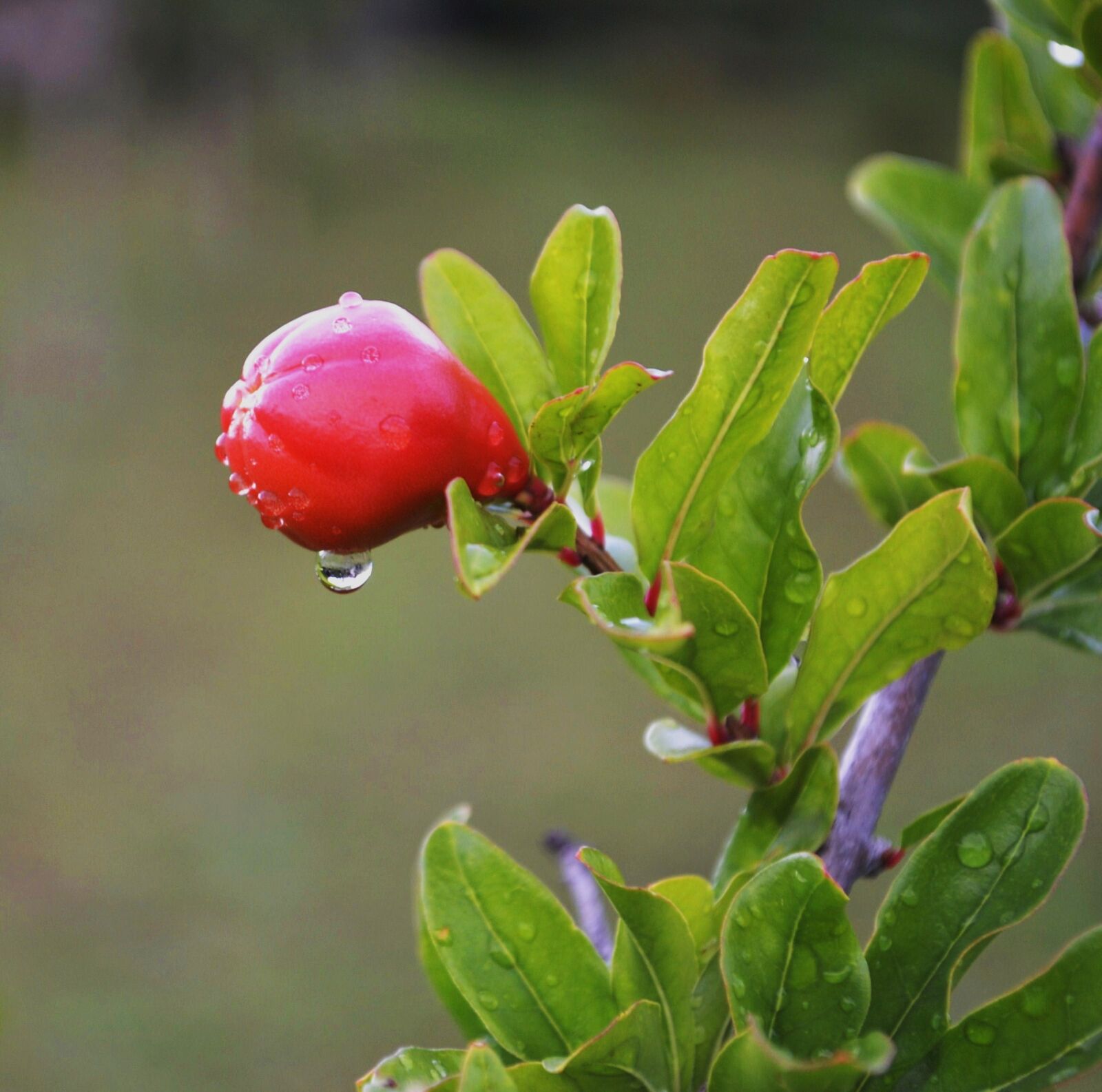 Nikon D3100 sample photo. Flower buds, just add photography