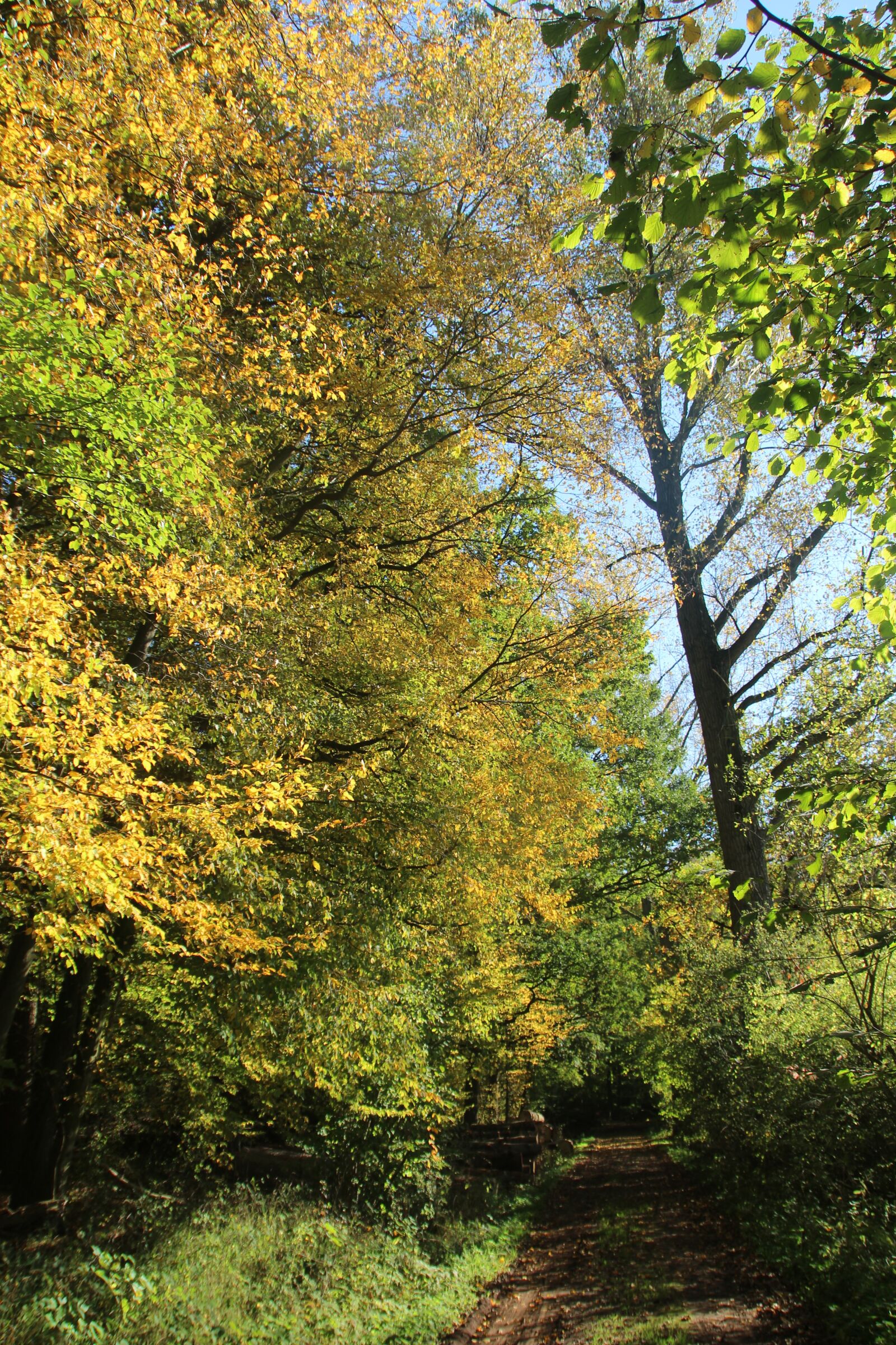 Canon EOS 700D (EOS Rebel T5i / EOS Kiss X7i) sample photo. Trees, forest, moor photography