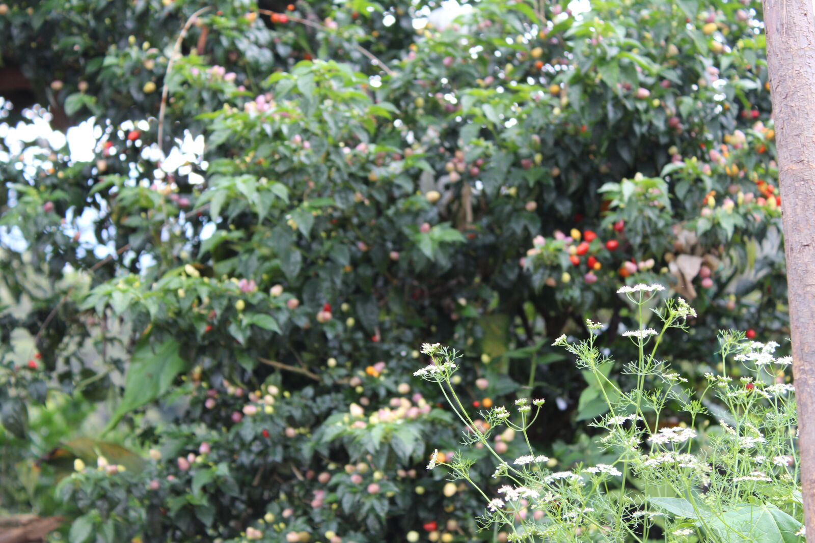 Canon EOS 1300D (EOS Rebel T6 / EOS Kiss X80) sample photo