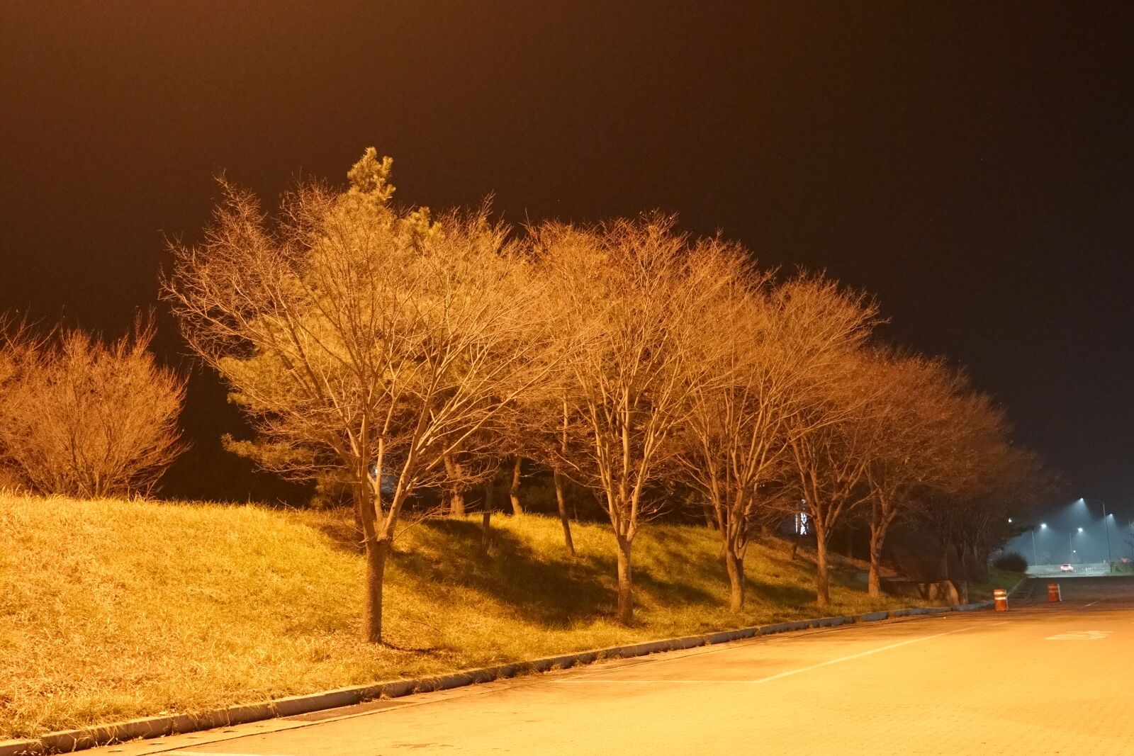 Sony a7 III sample photo. Tree, night, dark photography