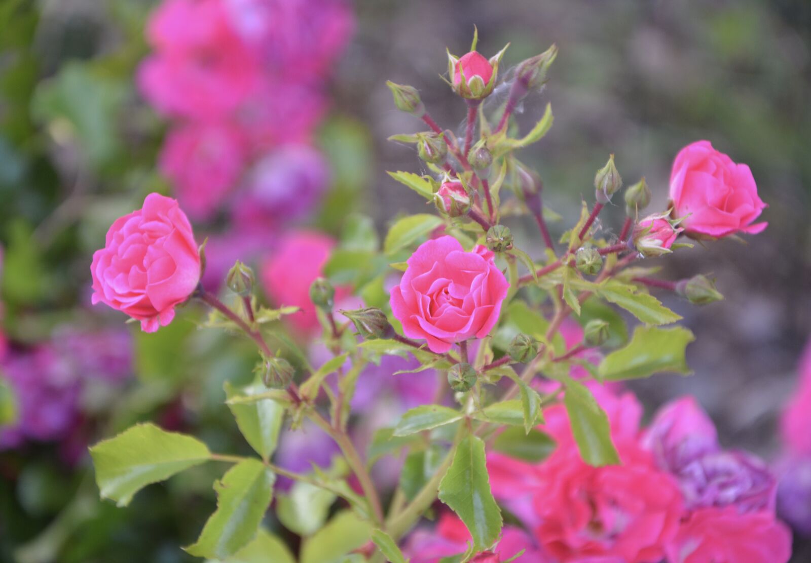 Nikon D5200 sample photo. Pink, small, small flowers photography