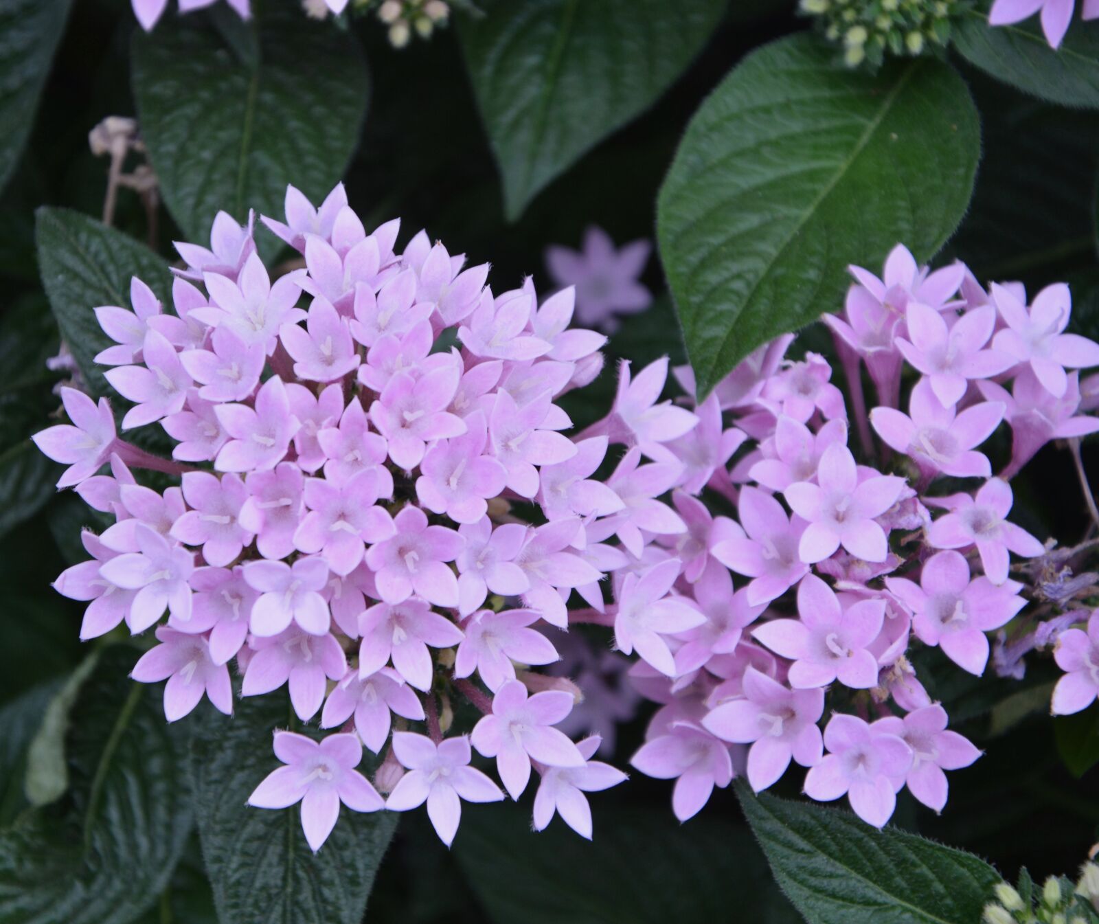 Nikon D5200 sample photo. Flowers, violets, small flowers photography