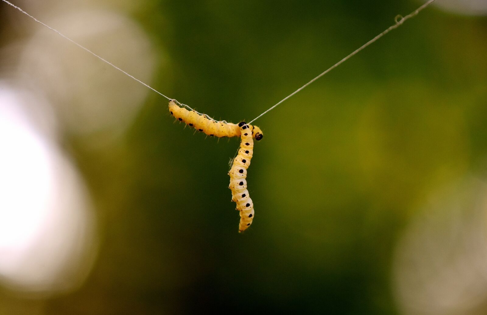 Nikon D7200 sample photo. Larva, wax moth, galleriinae photography
