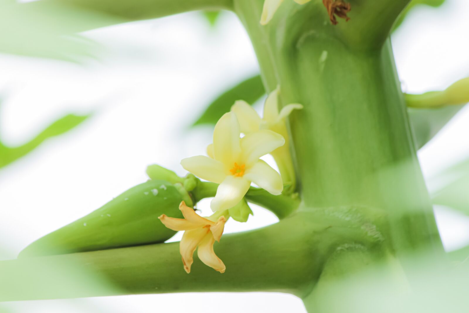 Canon EF-S 55-250mm F4-5.6 IS sample photo. Macro, sunlight, flower garden photography