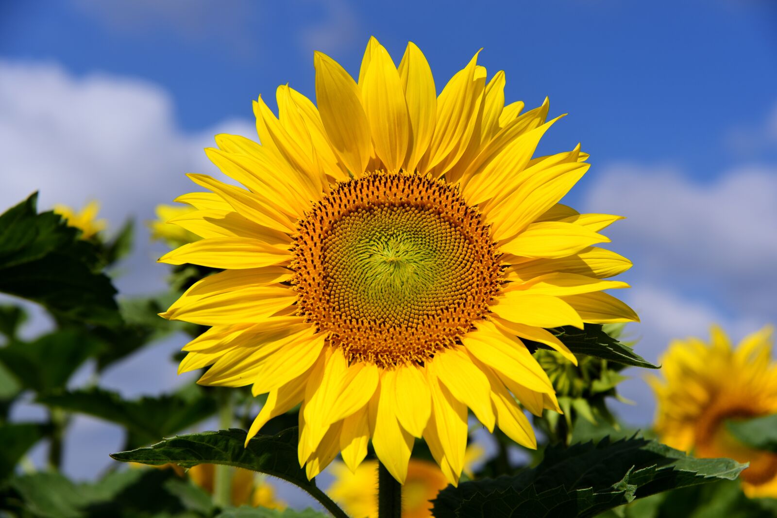 Nikon D750 sample photo. Sunflower, sunflower field, sky photography