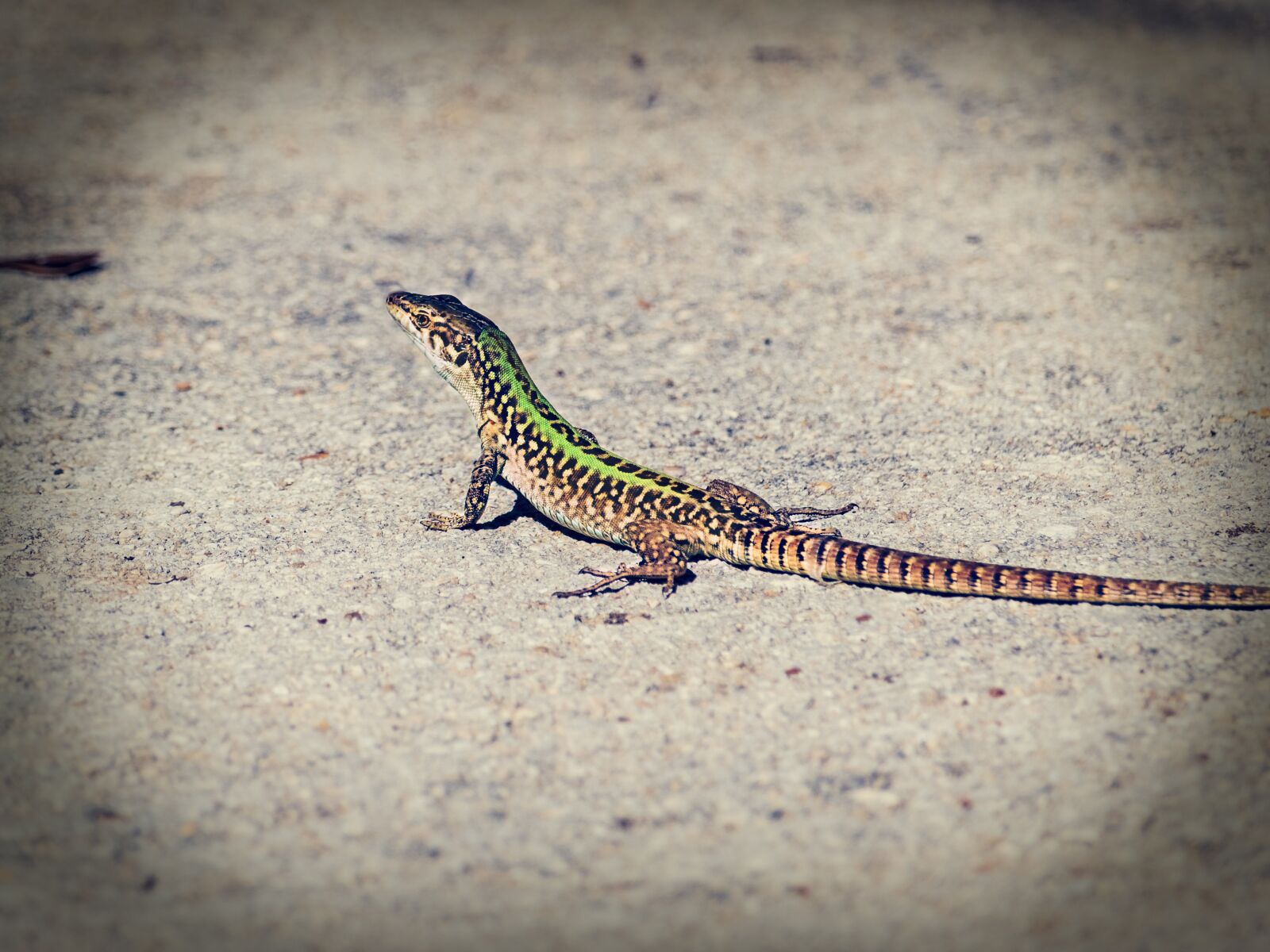 Canon EF-S 55-250mm F4-5.6 IS STM sample photo. Lizard, reptile, animal photography
