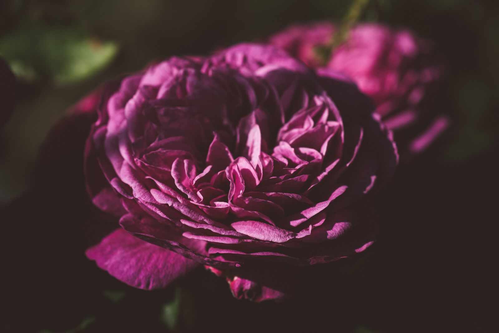 Nikon D750 sample photo. Flower, blossom, bloom photography