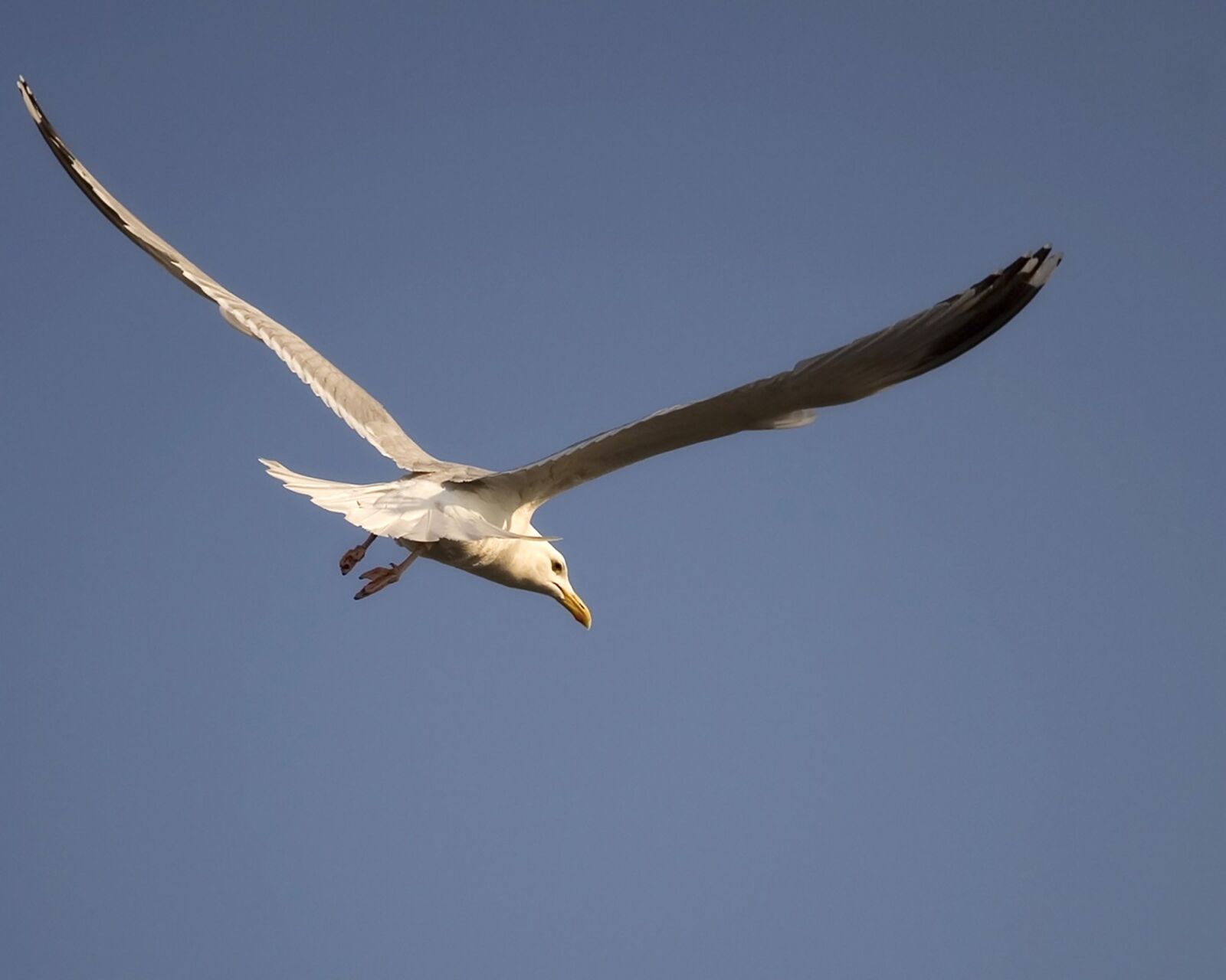 Canon EOS 5D sample photo. Nature, seagull, gull photography