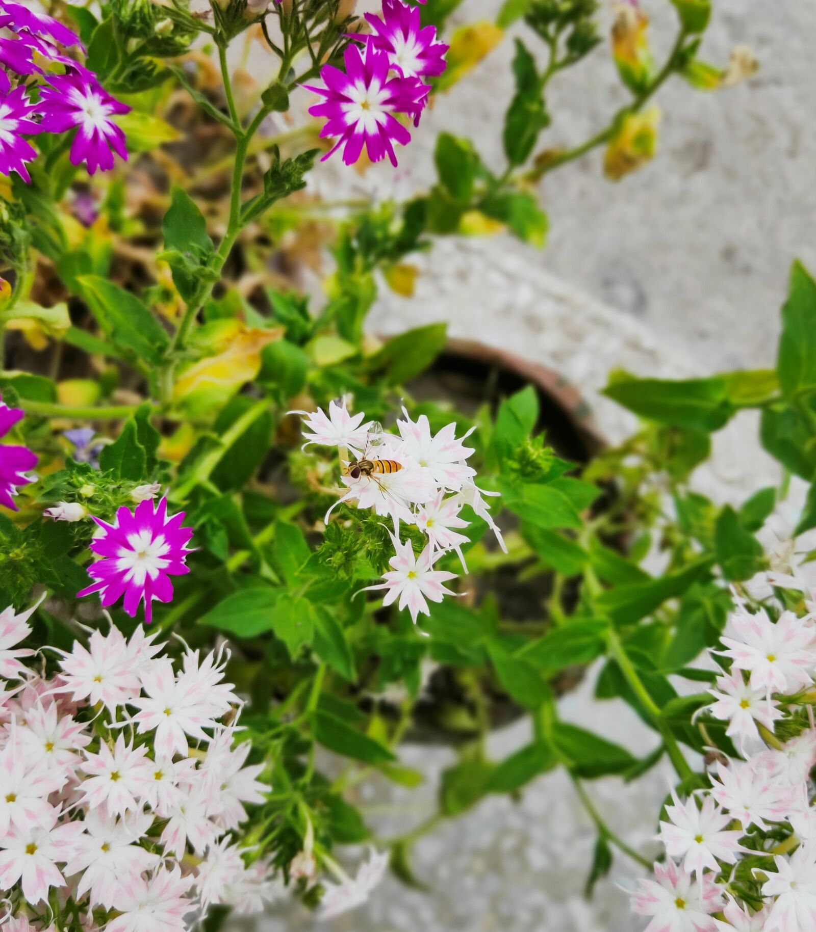 Realme 3 PRO sample photo. Honey, bee, insect photography