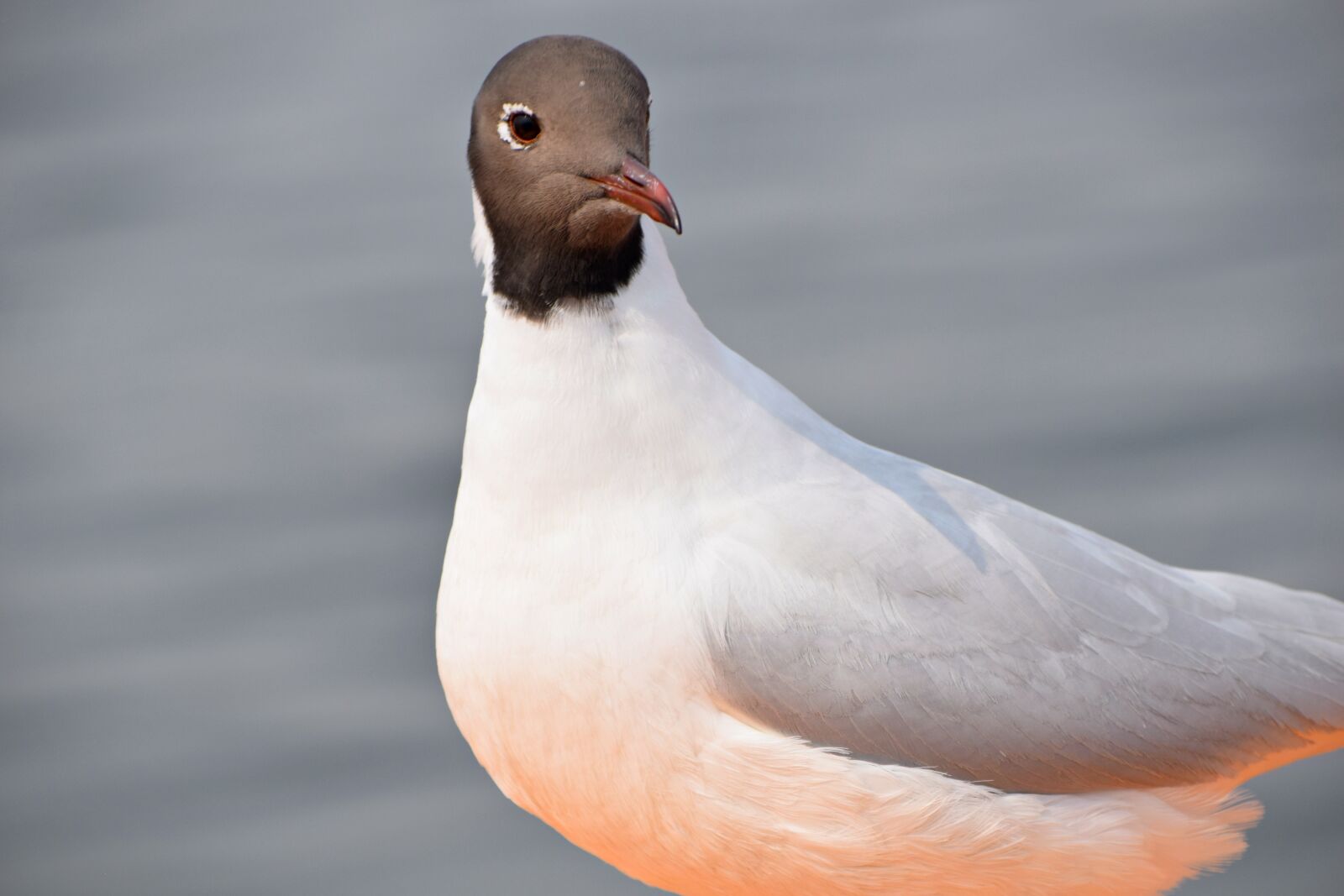 Nikon D3300 sample photo. Seagull, bird, sea photography