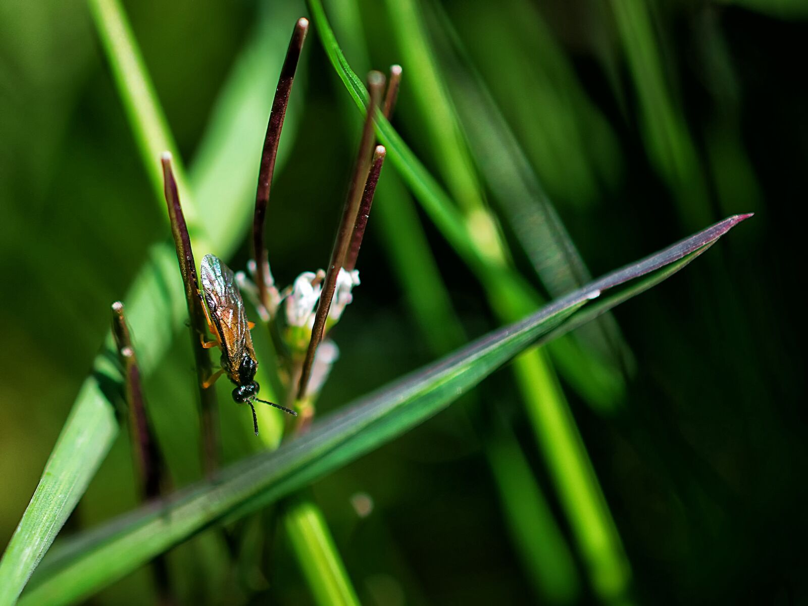 Nikon D3300 sample photo. Insect, nature, leaf photography