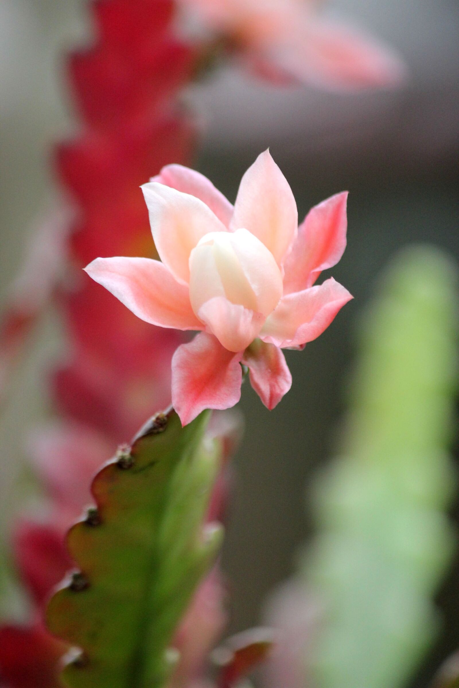 Canon EOS 550D (EOS Rebel T2i / EOS Kiss X4) sample photo. Cactus, flowers, bloom photography