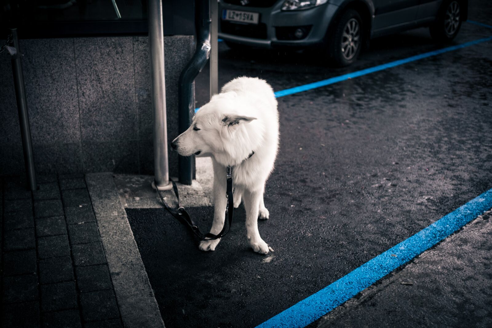 ZEISS Touit 32mm F1.8 sample photo. Dog, white, animal photography