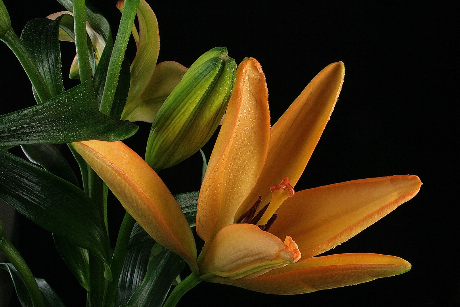 Canon EOS 400D (EOS Digital Rebel XTi / EOS Kiss Digital X) sample photo. Lily, flower, orange photography