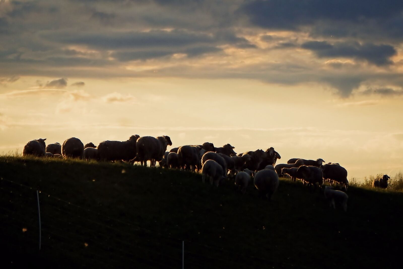 Fujifilm FinePix SL1000 sample photo. Flock of sheep, sunset photography