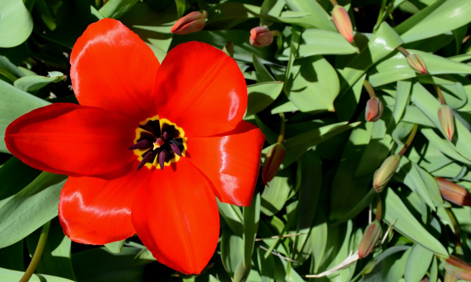 Nikon D5100 sample photo. Tulip, flower, red photography