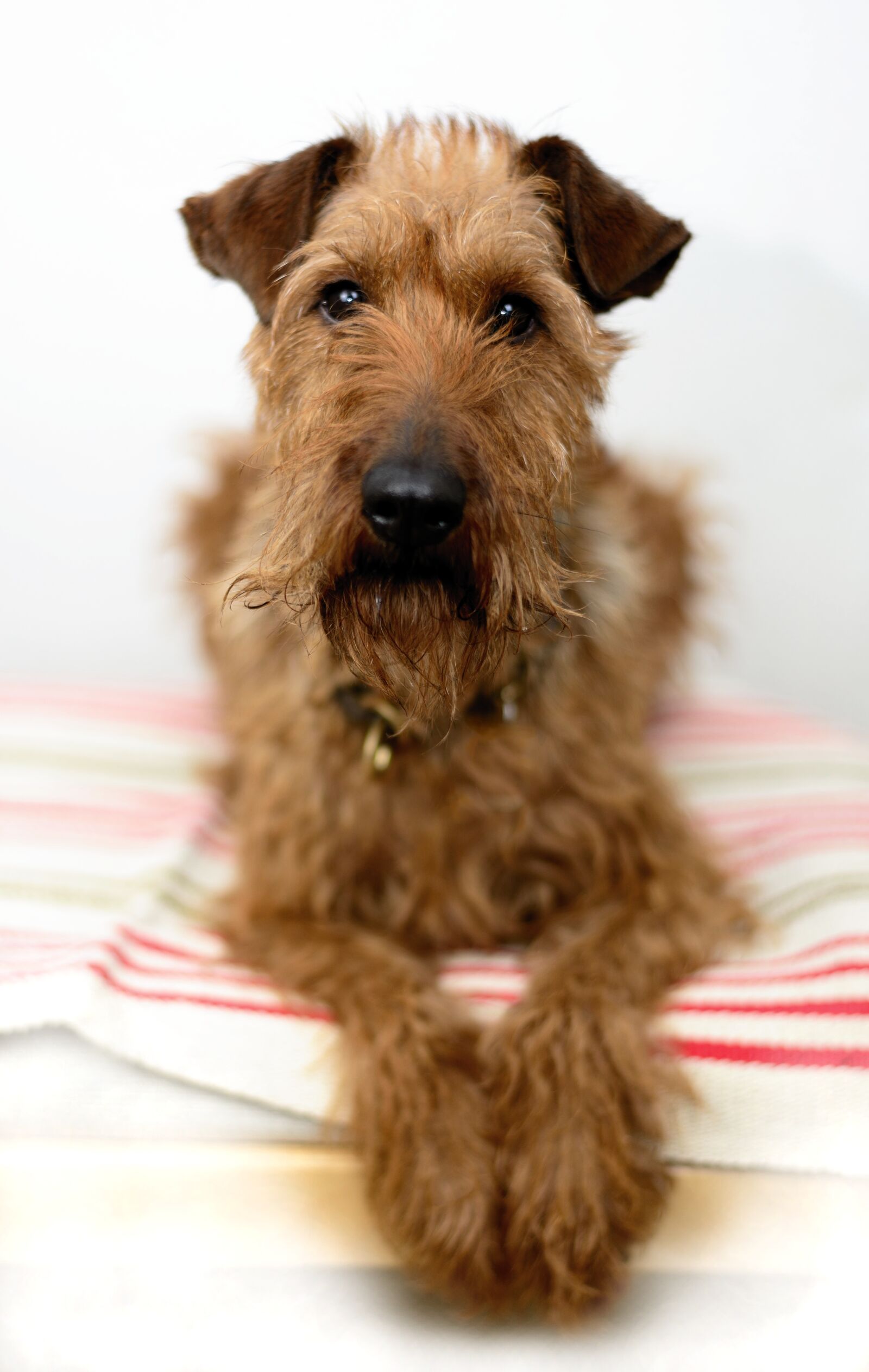 Nikon D610 sample photo. Dog, animal portrait, irish photography