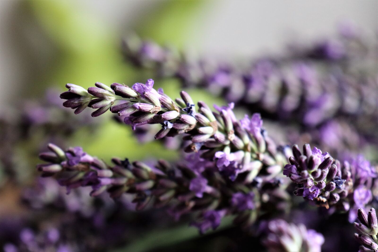 Canon EOS M6 sample photo. Lavender, flowers, herbs photography