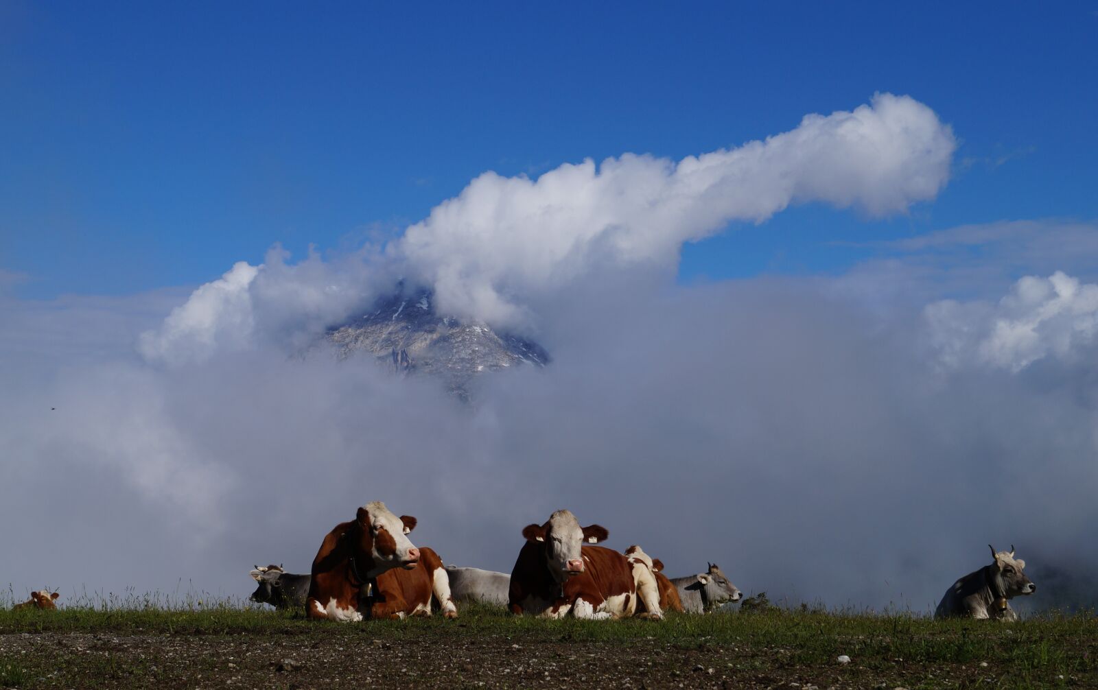 Sony DT 18-55mm F3.5-5.6 SAM II sample photo. Cows, alm mountains, pasture photography