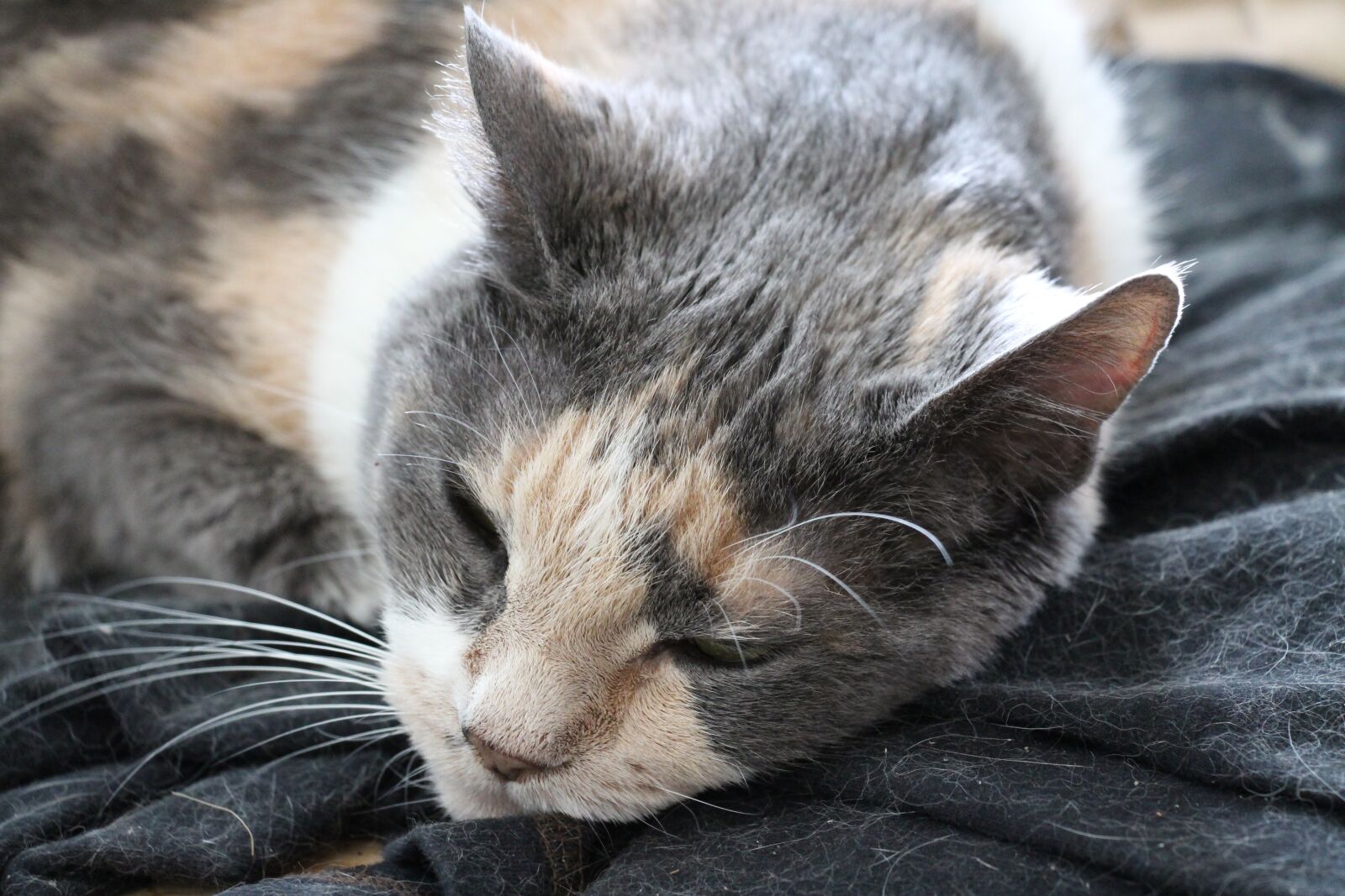 Canon EOS 700D (EOS Rebel T5i / EOS Kiss X7i) + Canon EF-S 18-135mm F3.5-5.6 IS STM sample photo. Cat, pensive, pet photography