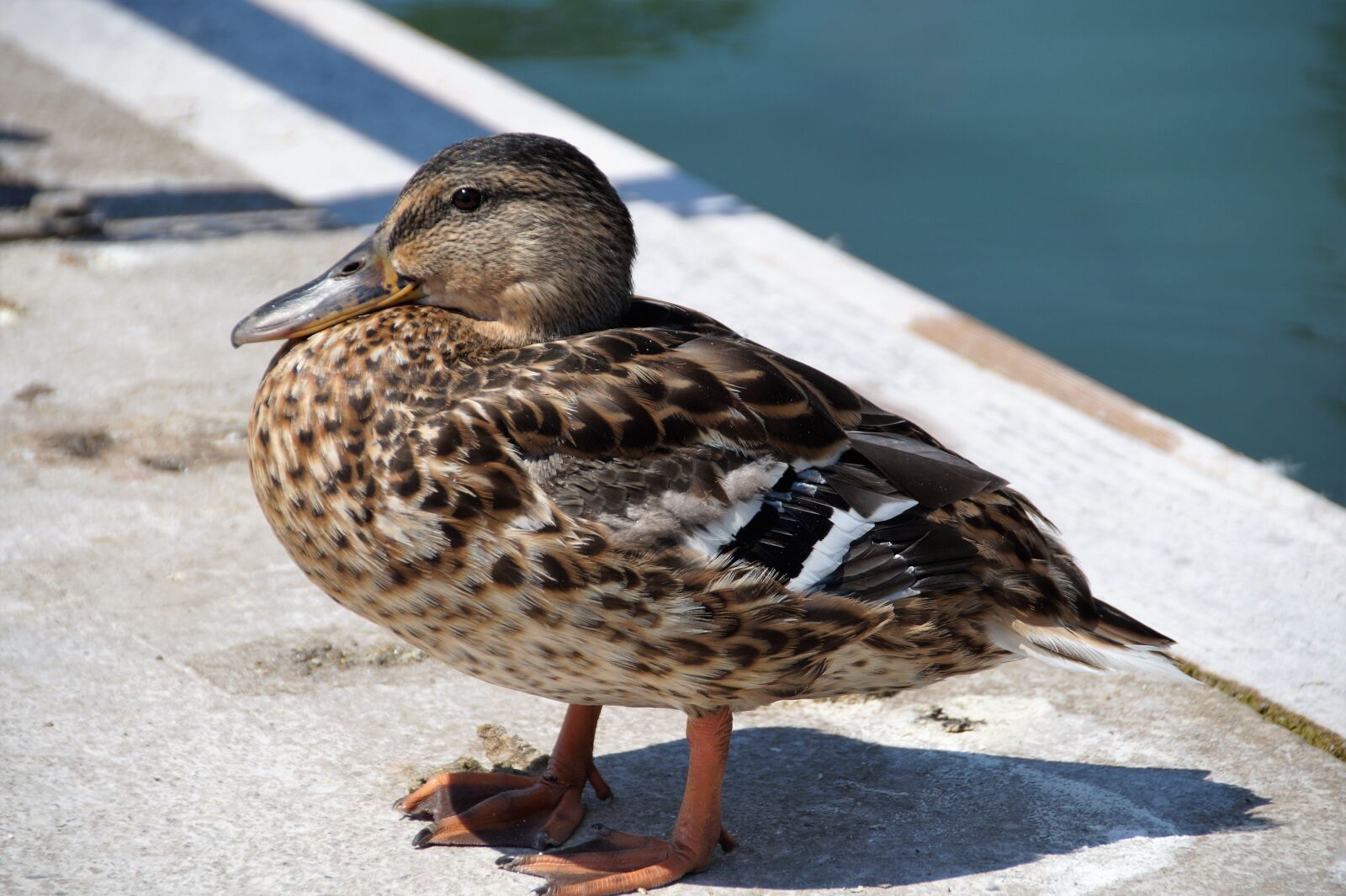 Sony SLT-A58 sample photo. Duck, water bird, wild photography