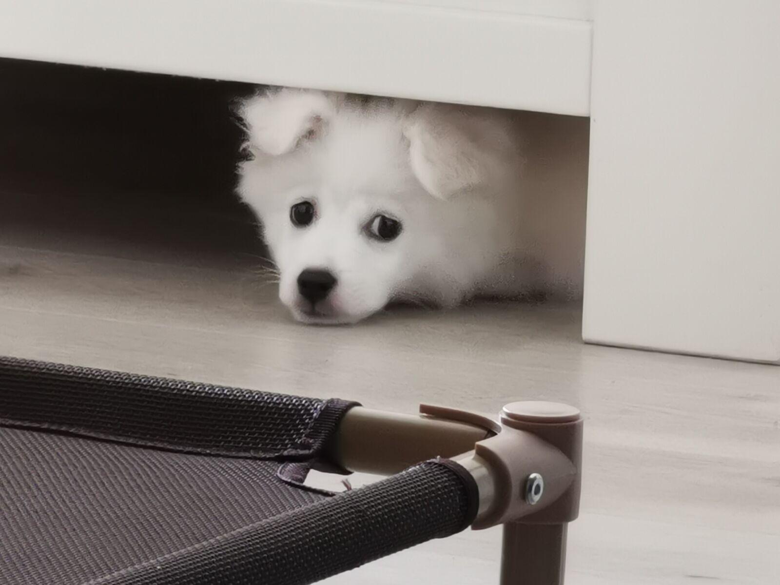HUAWEI P30 Pro sample photo. Dog, fox, cute photography