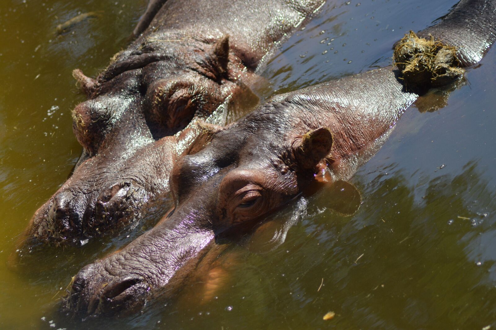 Nikon D3200 sample photo. Hippopotamus, water, zoo photography