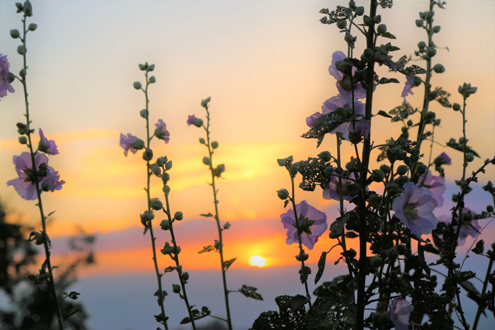 Canon EF 24-105mm F4L IS USM sample photo. Sunset, in the evening photography