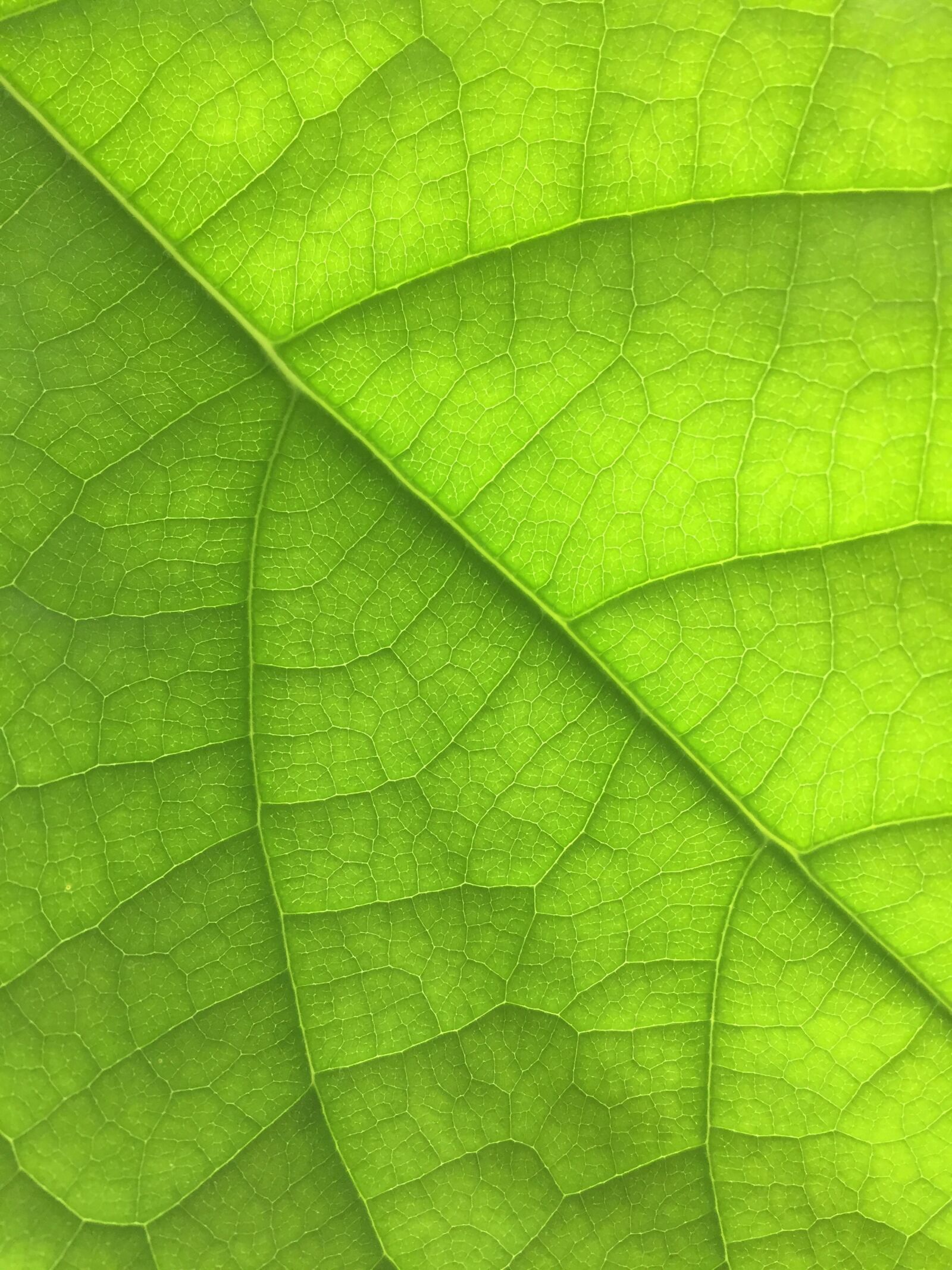 Apple iPhone 6 sample photo. Leaf, nature, green photography