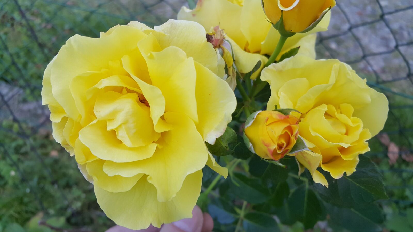 Samsung Galaxy Note4 sample photo. Rose, nature, flower photography
