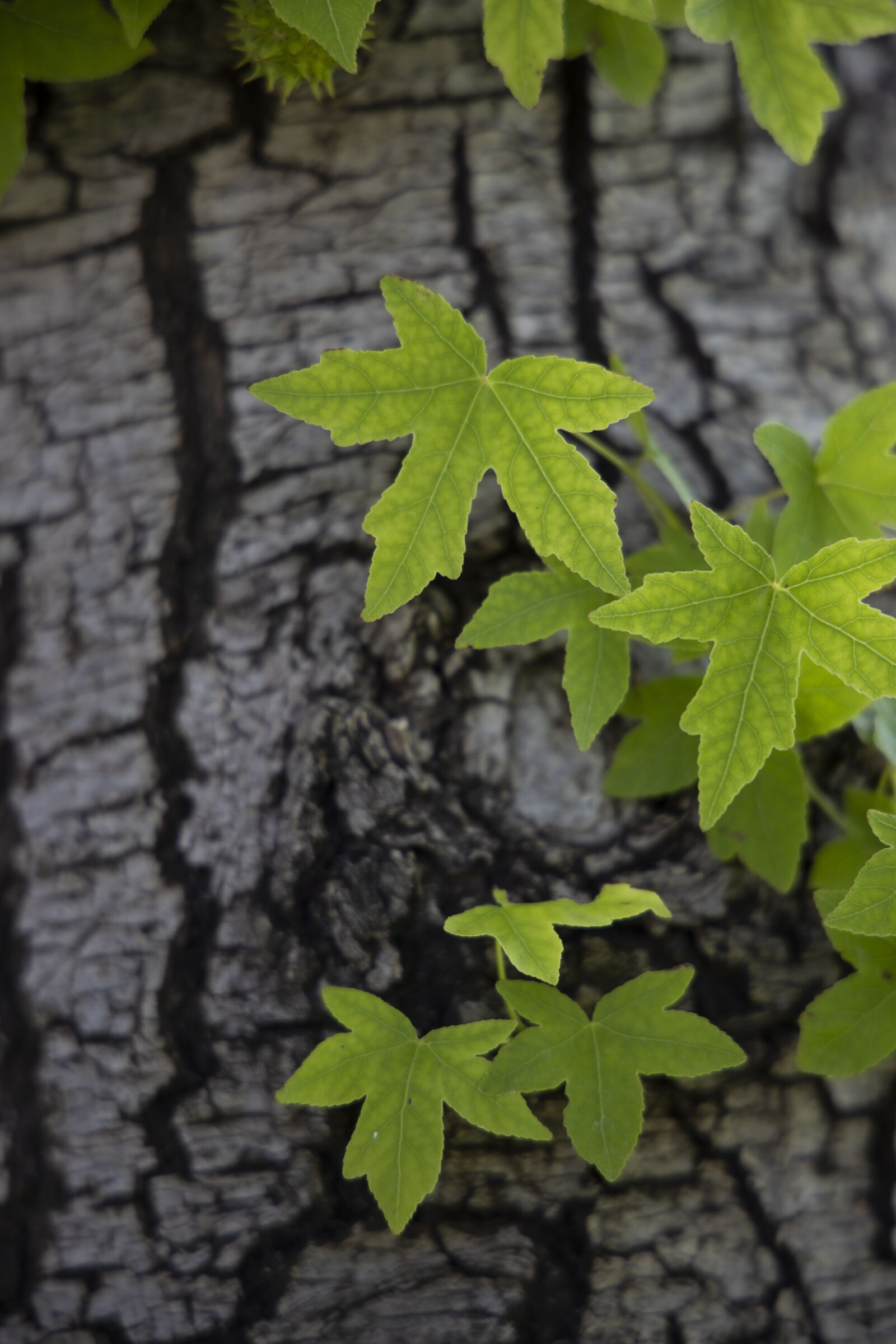 Canon RF 24-105mm F4L IS USM sample photo. Leaves, plant, green photography