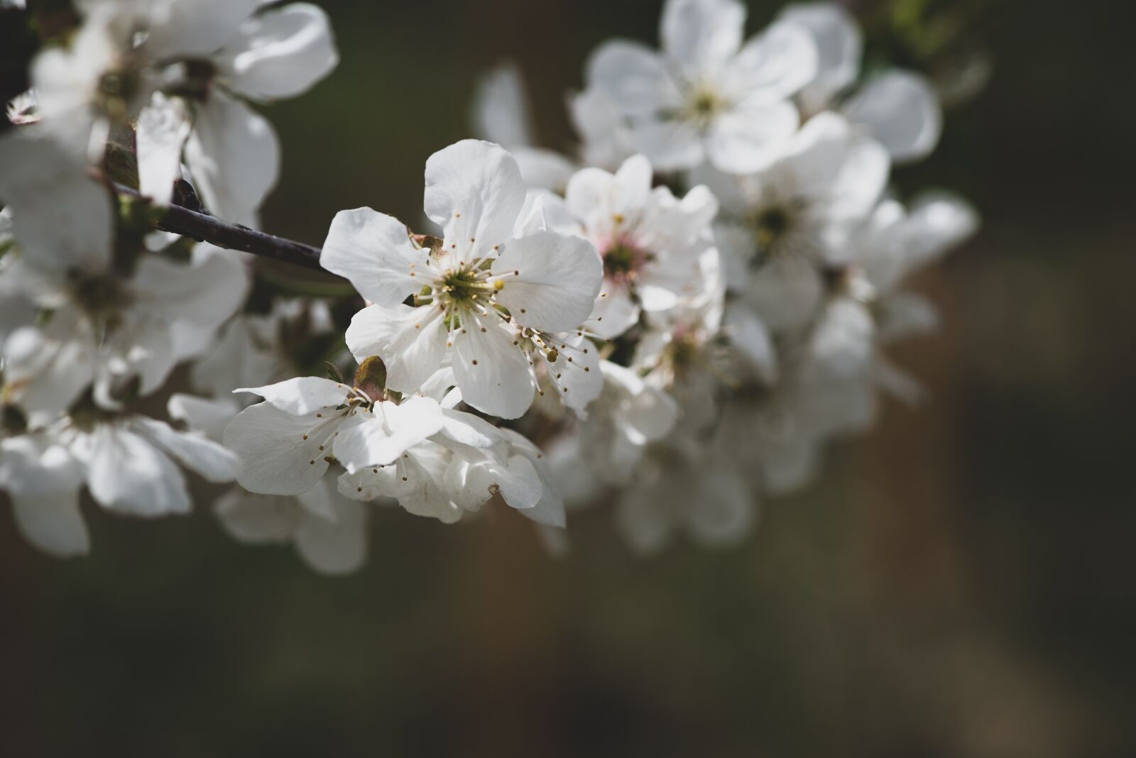 Nikon D750 sample photo. Flowers, white, branch photography
