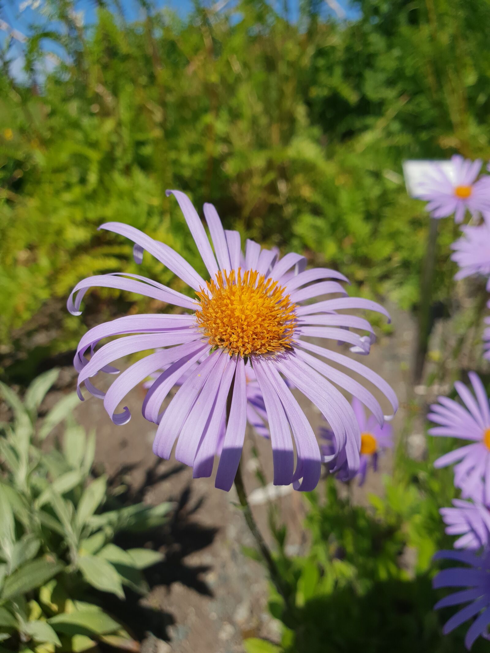 Samsung Galaxy S9+ sample photo. Flower, purple, plants photography