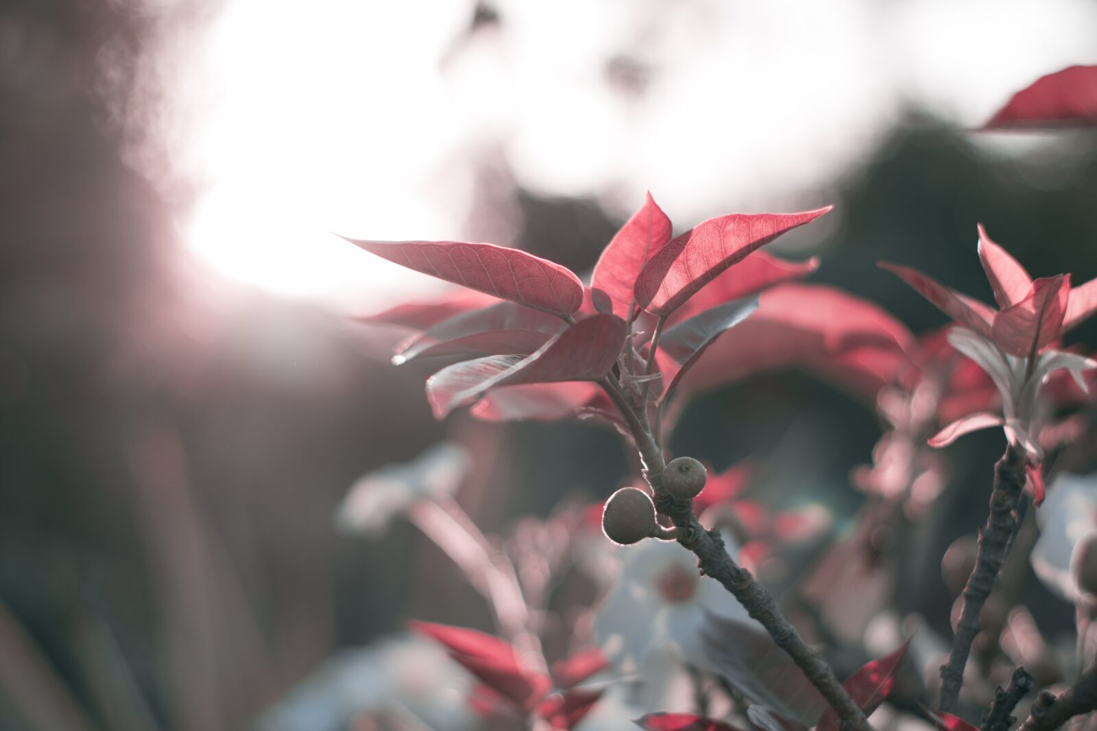 Nikon D3300 sample photo. Plant, red, flower photography