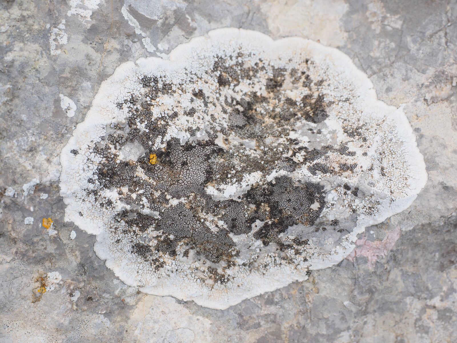 Olympus M.Zuiko Digital ED 12-40mm F2.8 Pro sample photo. Crust lichen, rock, limestone photography