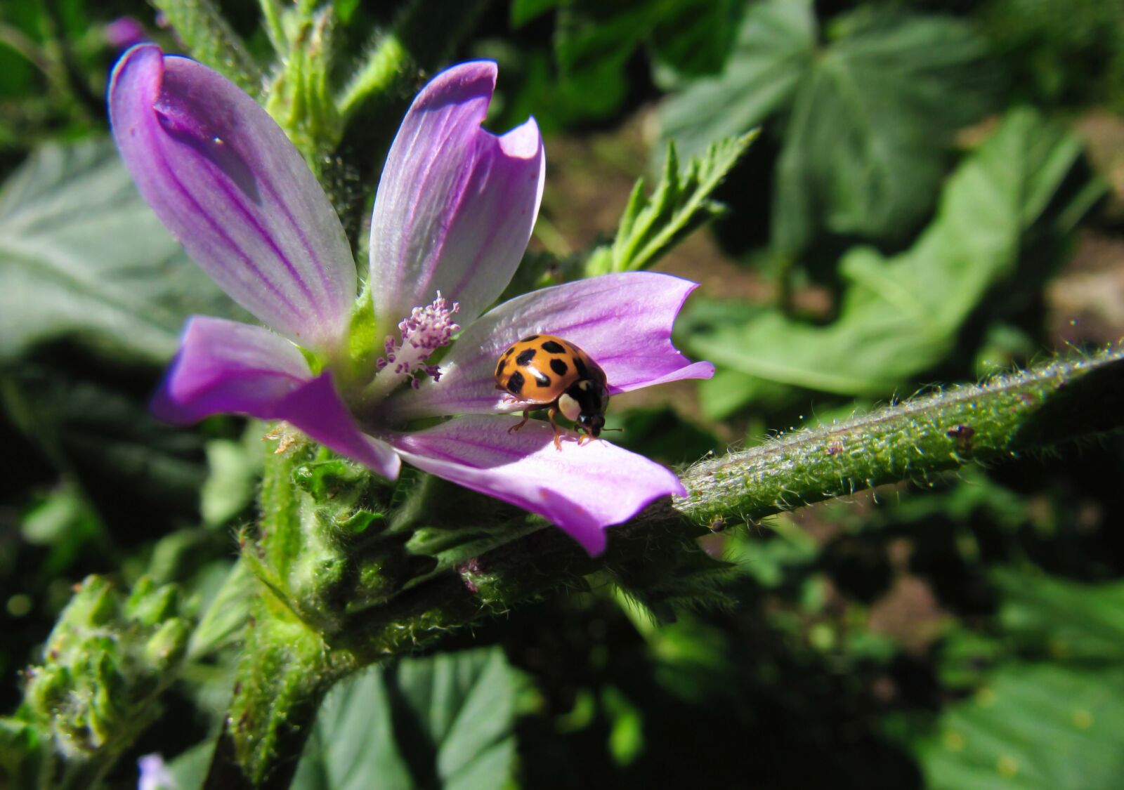 Canon PowerShot SX530 HS sample photo. Ladybug, bug, beetle photography