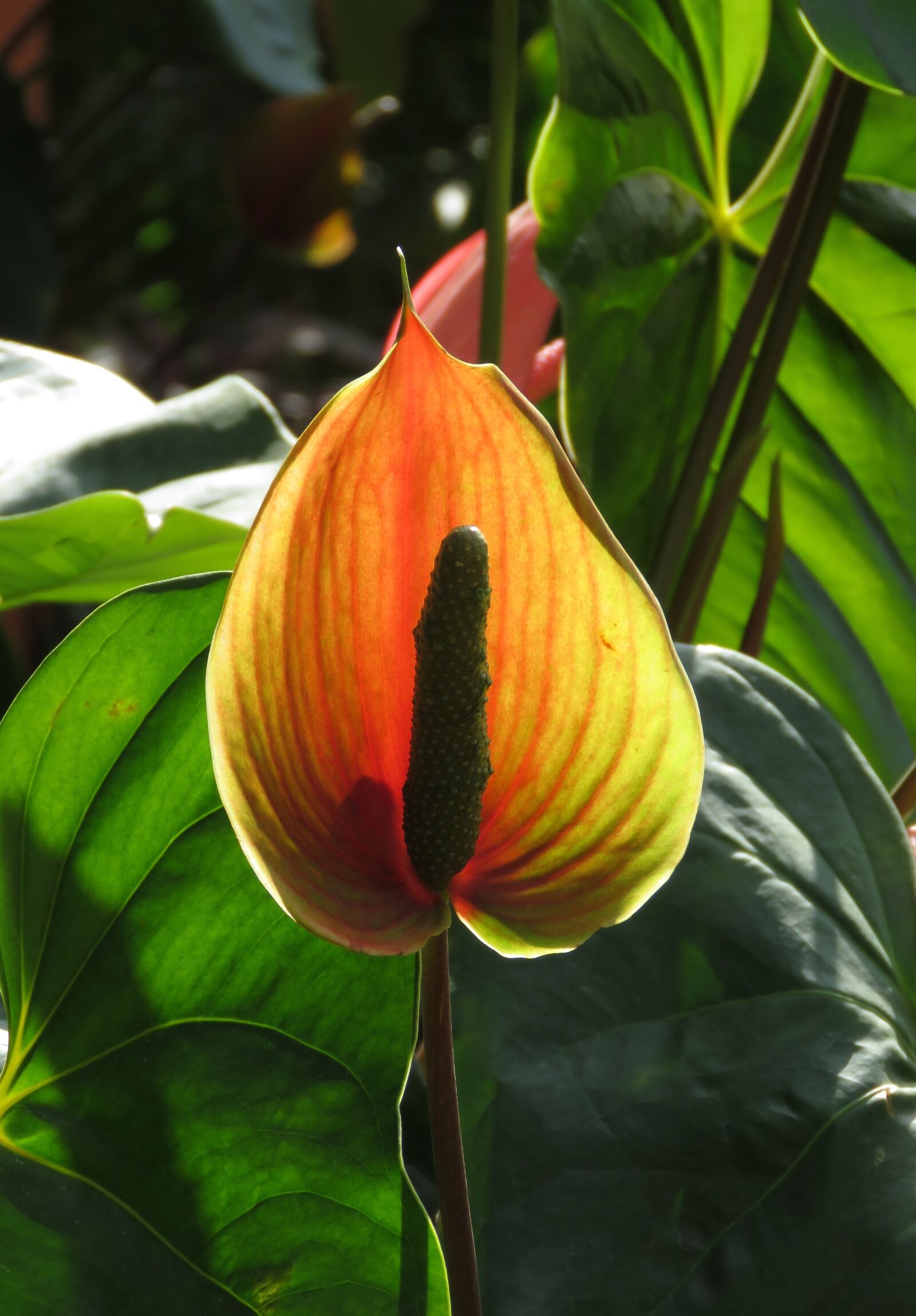 Canon PowerShot SX60 HS sample photo. Nature, leaf, flora photography