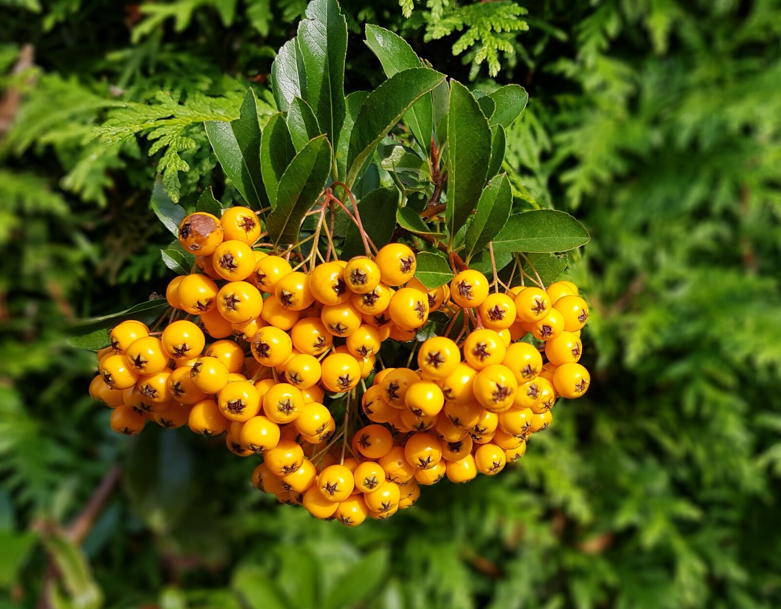 Samsung Galaxy S7 sample photo. Firethorn, garden, autumn photography